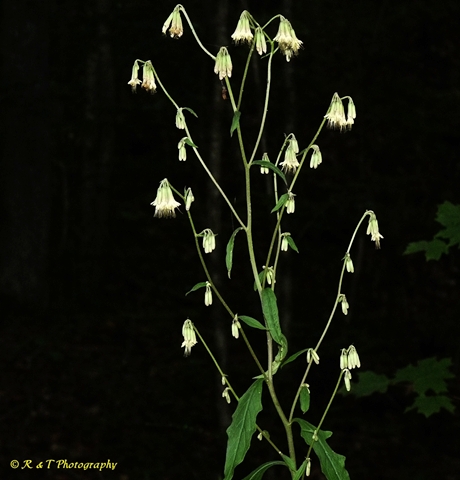 {Nabalus serpentarius}